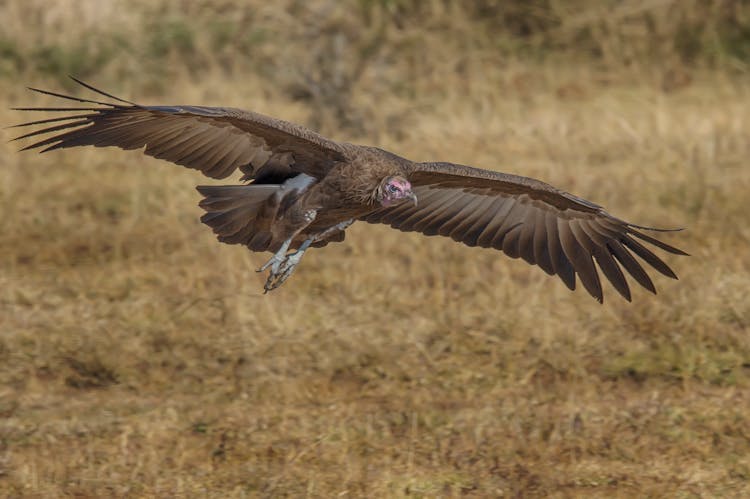 Vulture Landing In Field