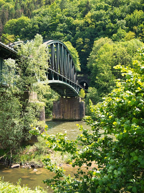 Základová fotografie zdarma na téma les, most, mosty