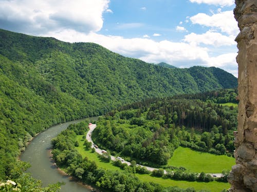 Imagine de stoc gratuită din apă curgătoare, arbori, codru