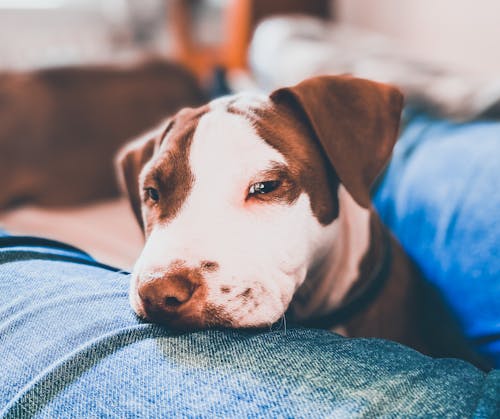 Foto profissional grátis de animal de estimação, cachorro, cansado