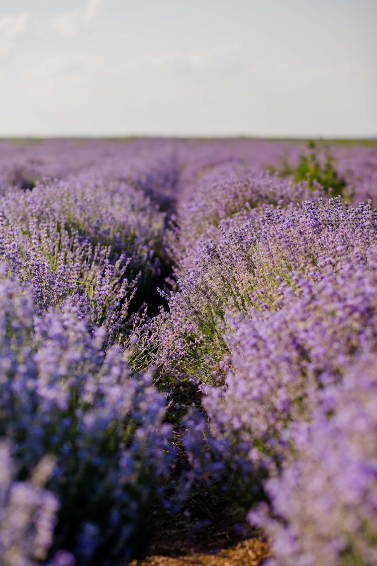 Purple Flowers On Meadow