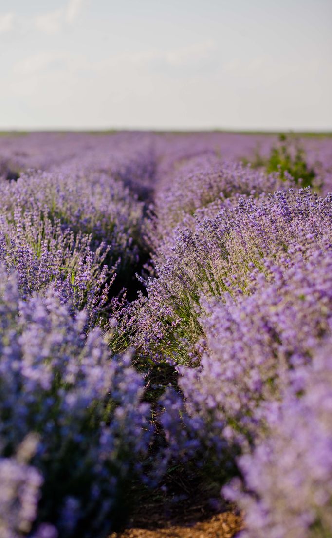 Woman In Flowers Woman In Flower Field Photos, Download The BEST Free Woman In Flower ...