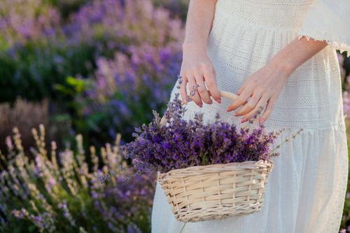 Free A woman in a white dress holds a wicker basket of fresh lavender in a picturesque field. Stock Photo