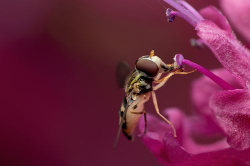Free Macro shot of a hoverfly pollinating a vibrant purple flower. Stock Photo