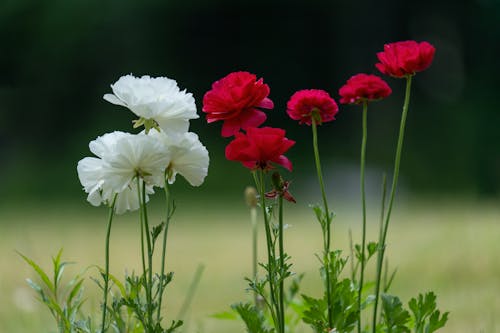 White and Red Flowers in Close Up Photography