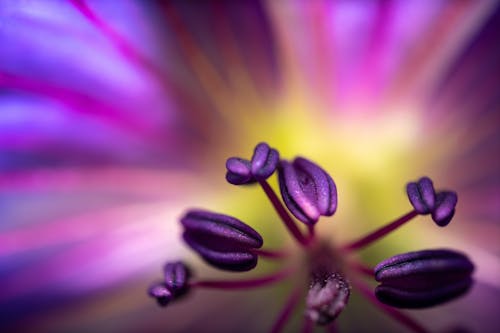 Free Purple and Black Flower in Macro Photography Stock Photo