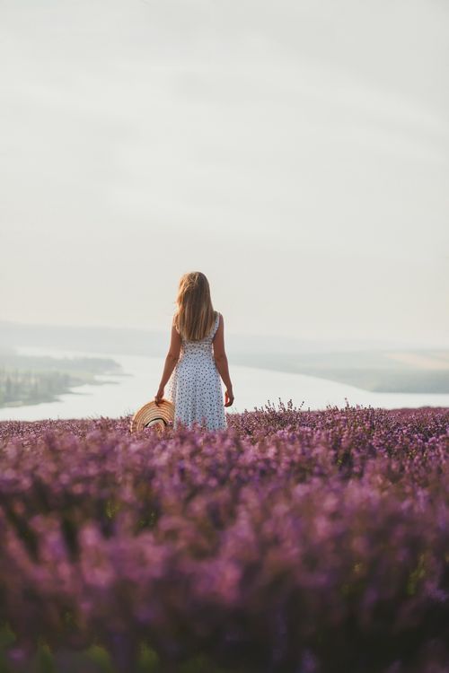 Free A woman in a dress stands in a vibrant lavender field holding a hat, overlooking a serene river view. Stock Photo