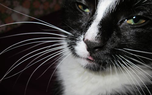 Kostenlos Kurzmantel Schwarz Weiß Katze Stock-Foto