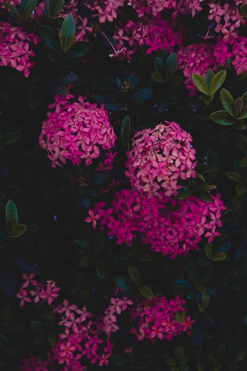 Free Close-up shot of vibrant pink hydrangea flowers blooming amidst lush green leaves. Stock Photo