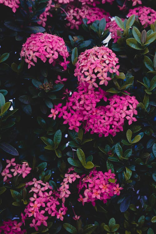 Close-Up Photograph of Pink Flowers in Bloom