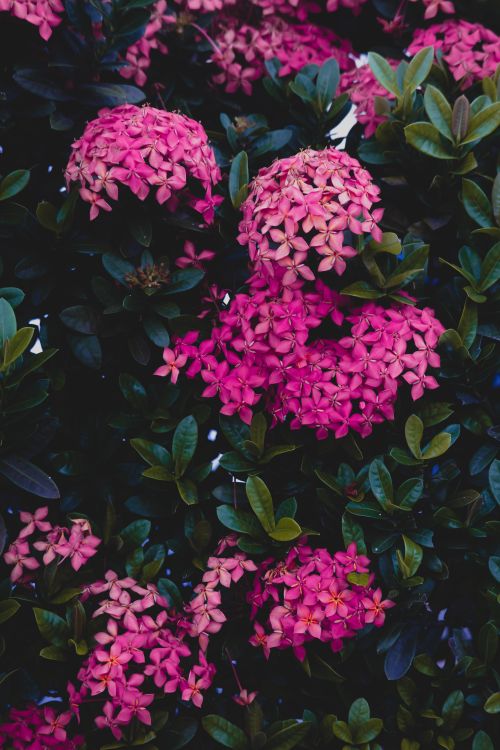 Free Close-up of vibrant pink Ixora coccinea flowers against lush green leaves, showcasing natural beauty. Stock Photo