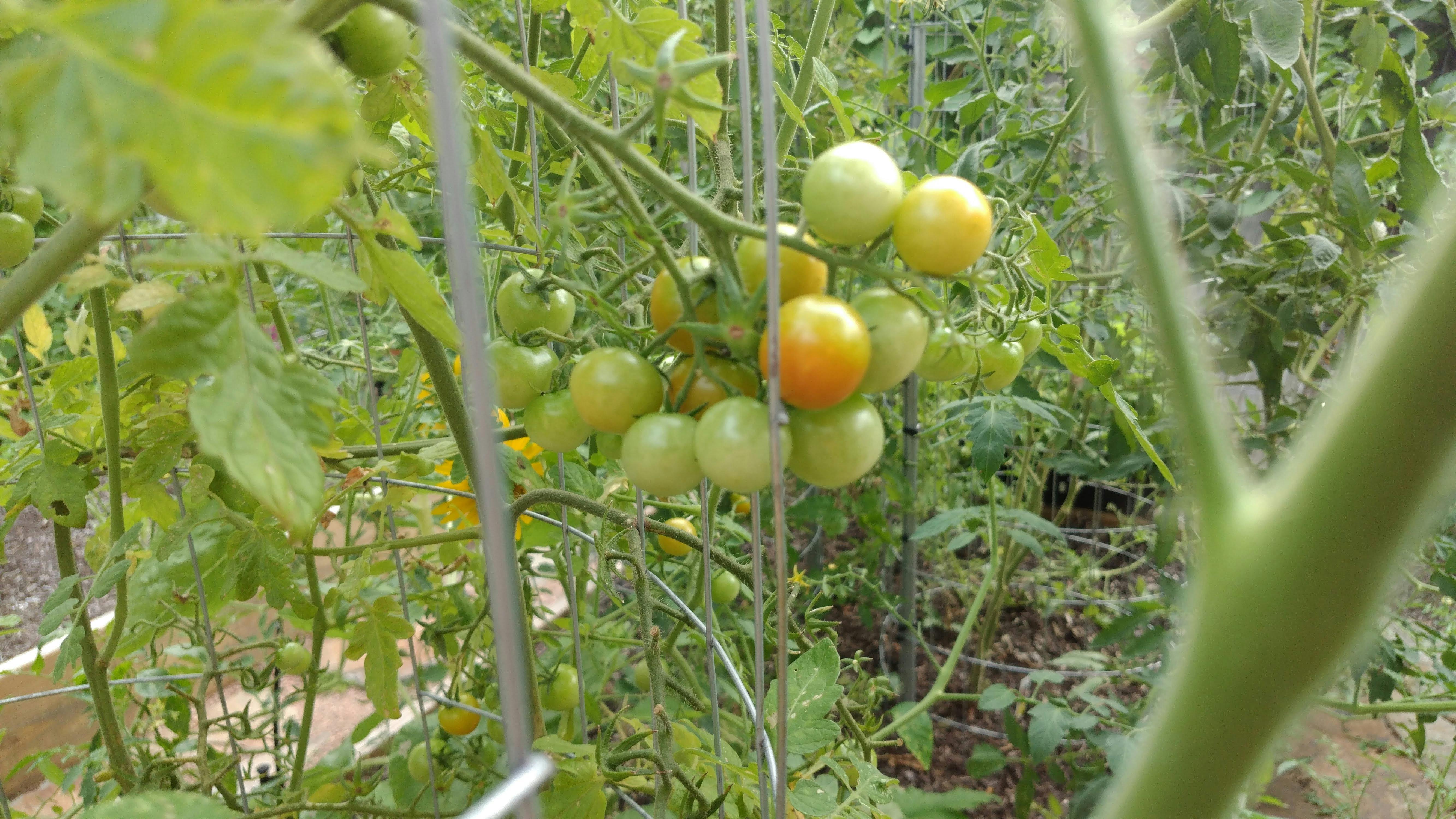 Free stock photo of tomatoes, vine
