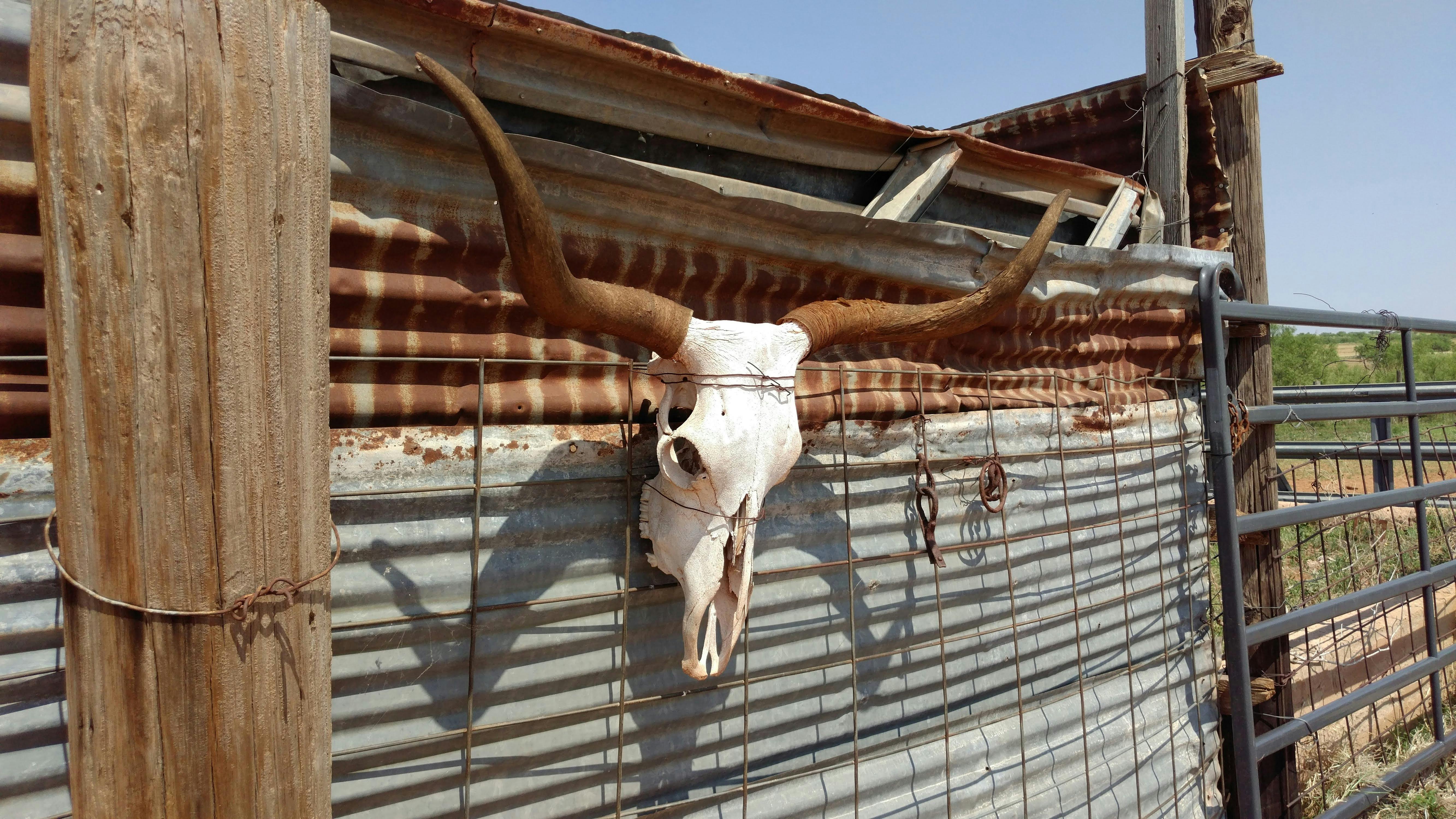 Free stock photo of horns, Longhorn, texas