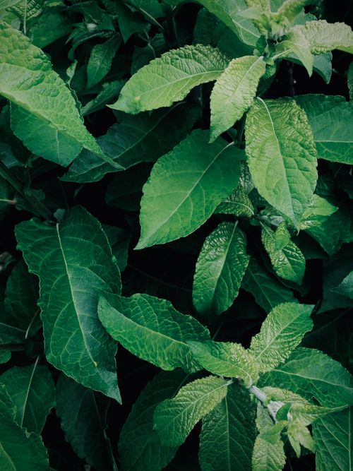 Free A vibrant close-up of lush green leaves in natural lighting, epitomizing the beauty of nature's greenery. Stock Photo