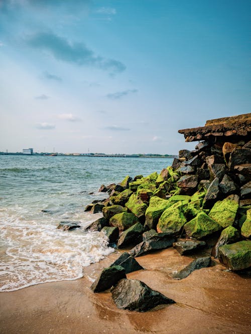 Moss on Rocks on Sea Shore