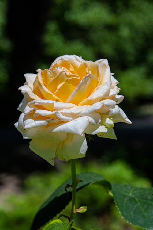 Free gelbe Rose Stock Photo