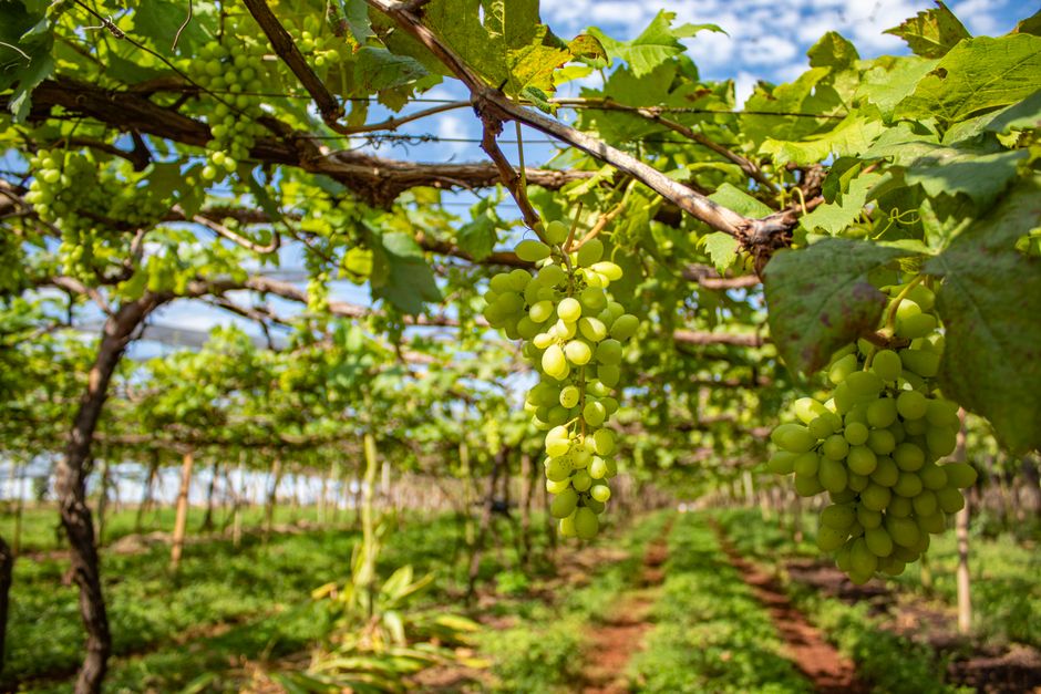 Vibrant vineyard in Brazil showcasing clusters of fresh green grapes under a blue sky.