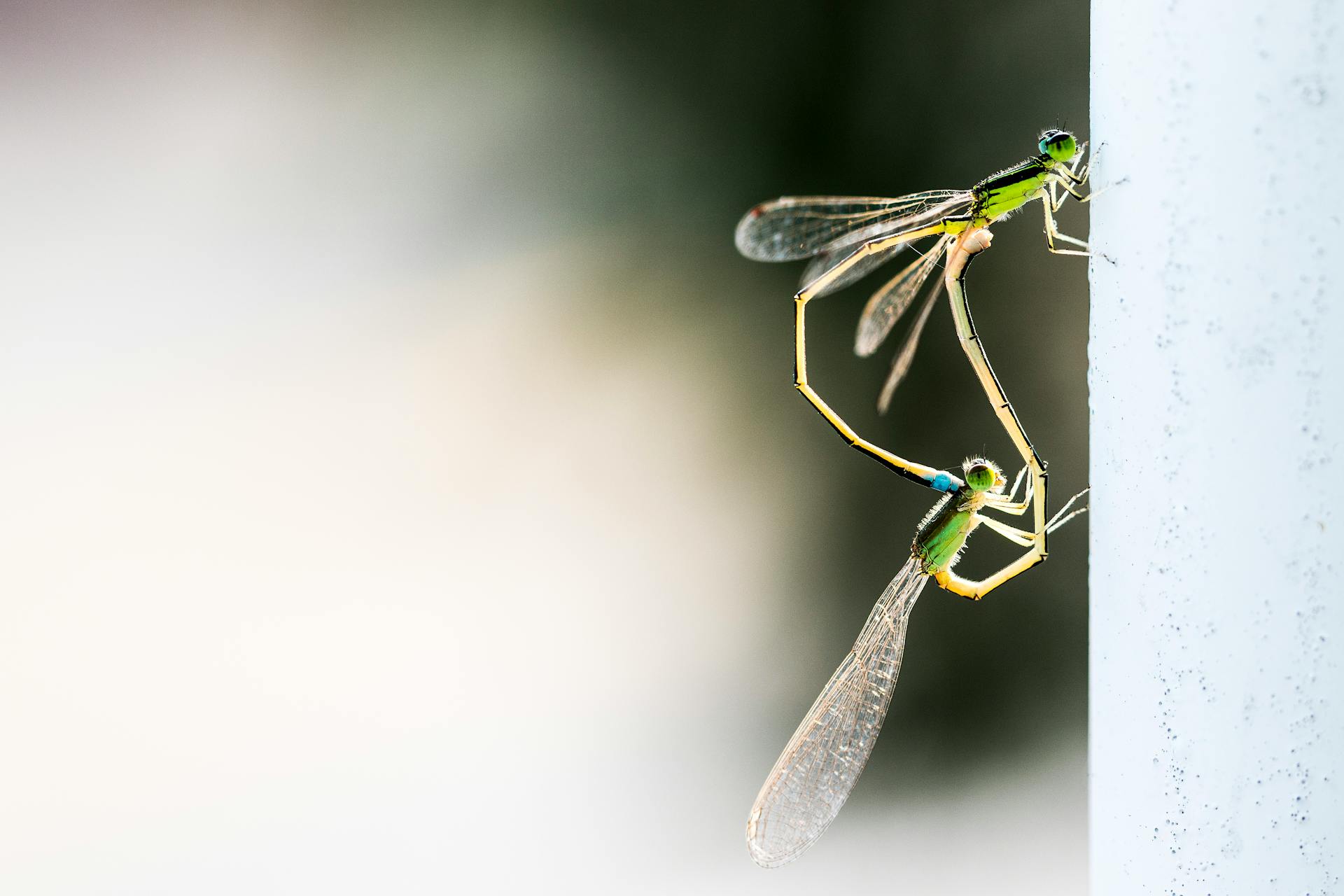 Damselflies Mating