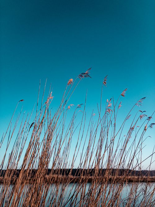 Free Tall pampas grass against a clear blue sky near a serene Latvian lake. Stock Photo