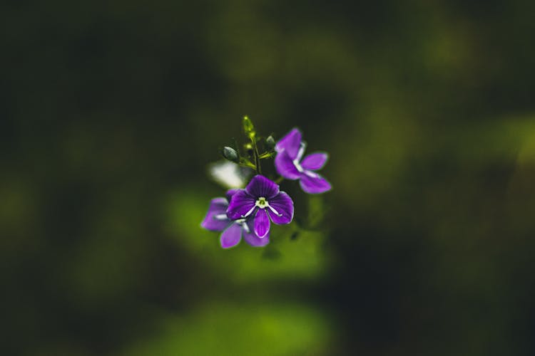 Close Up Photo Of Germander Speedwell