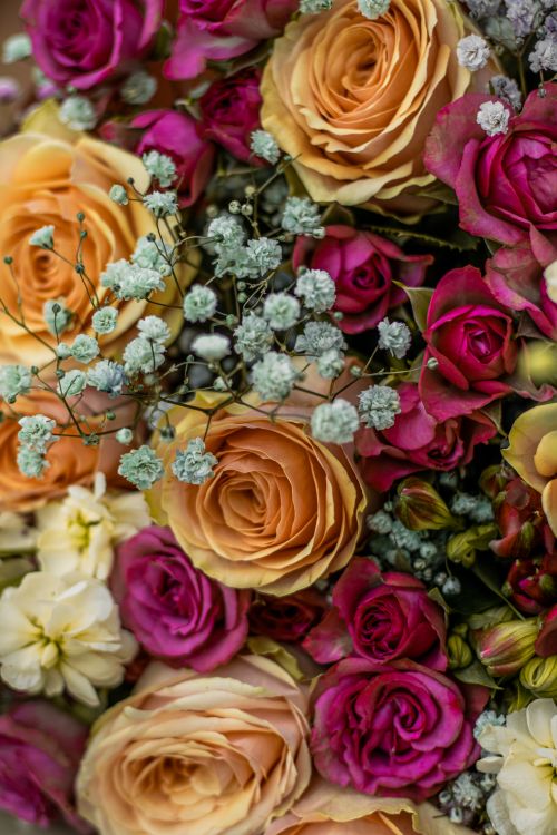 Gen Roses Close Up Photo of Garden Roses · Free Stock Photo