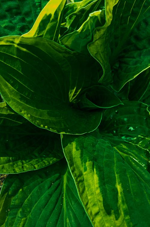 Free Lush green hosta leaves close-up showcasing natural patterns in Amsterdam. Stock Photo