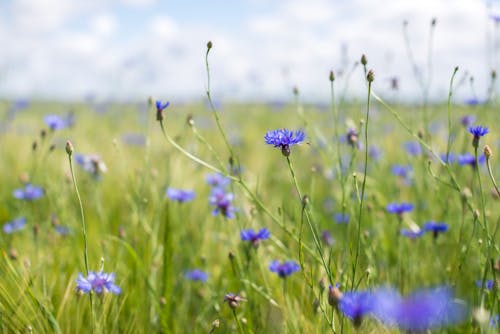 Photos gratuites de beauté, bleuets, champ