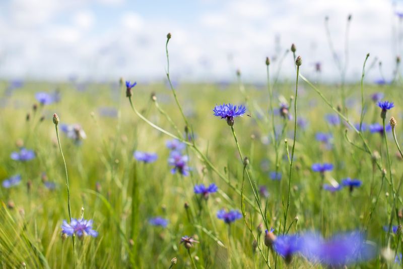 cornflower field delivery Romania