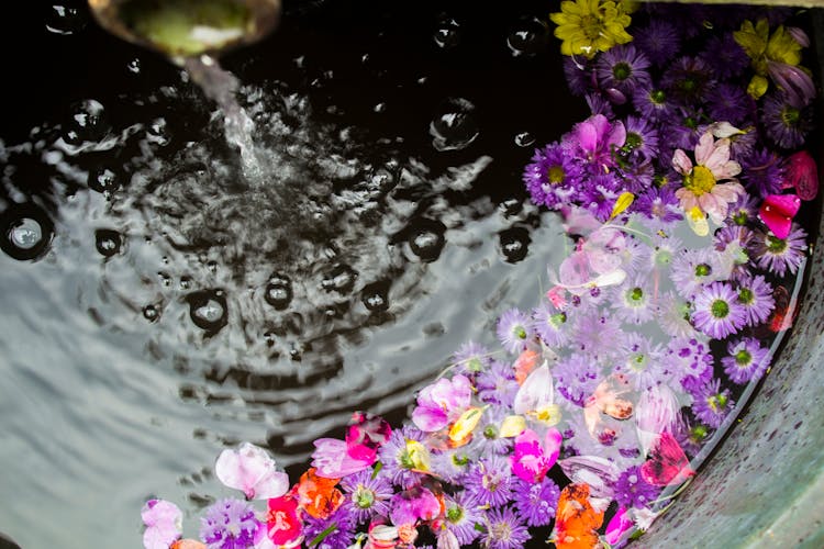 Flowers Floating On Water