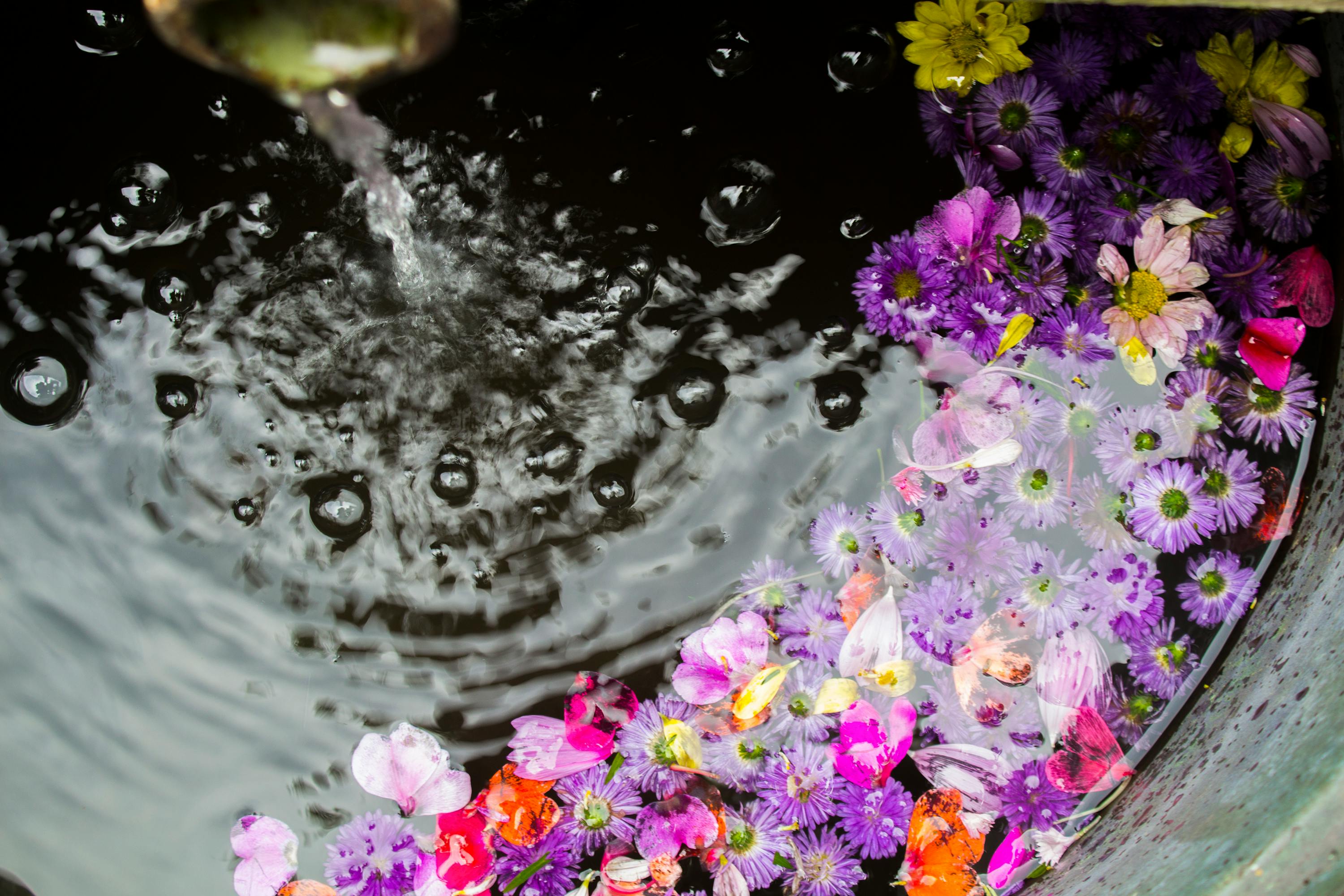 flowers-floating-on-water-free-stock-photo