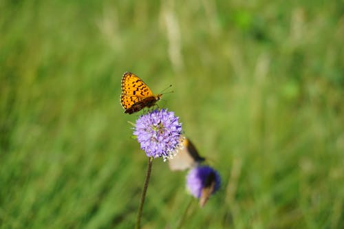 Brown Butterfly on Purple Flower