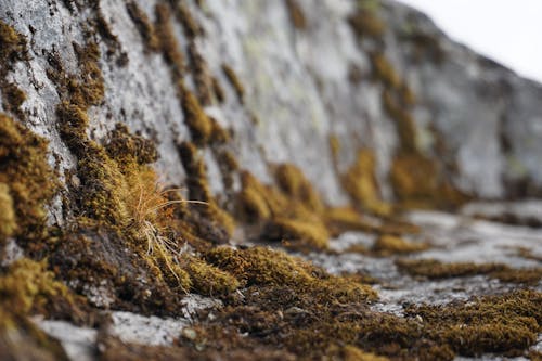 Dried Moss on Concrete Platform