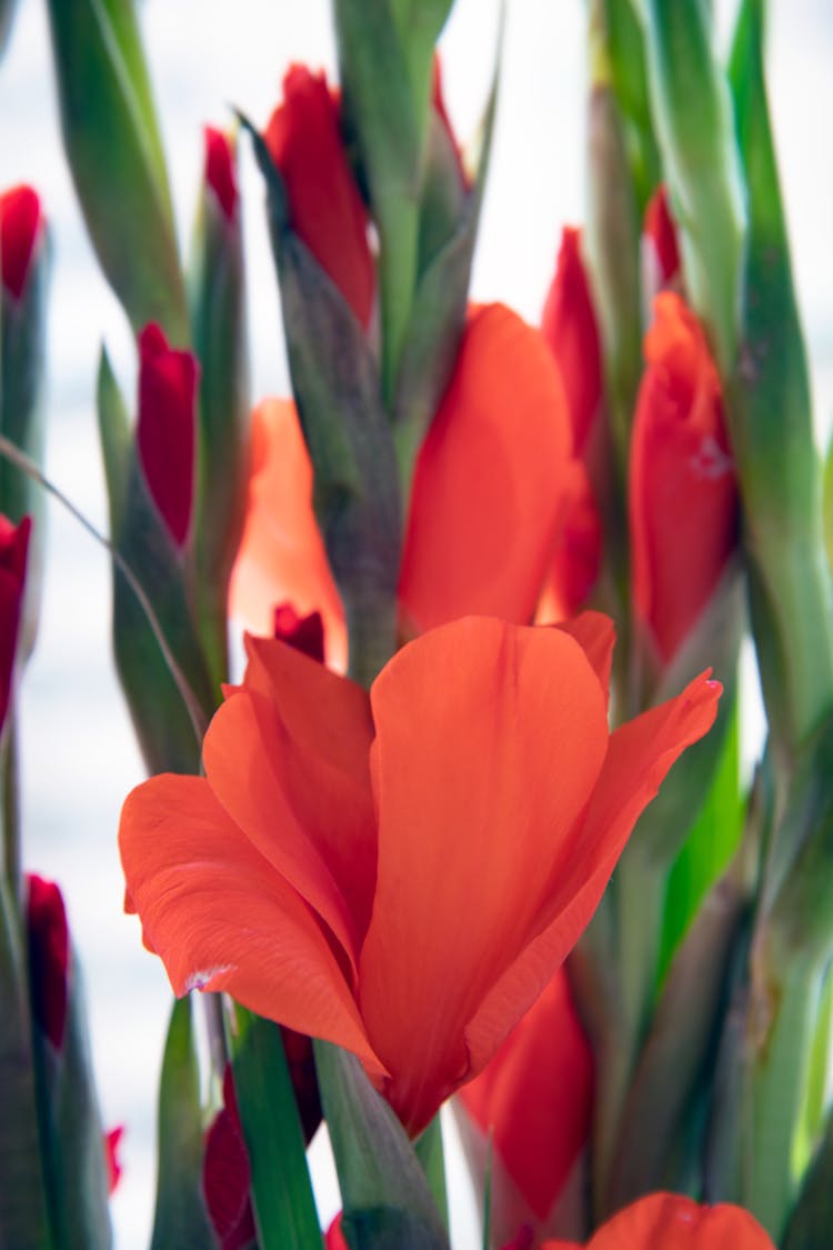 Close Up Of Red Flower