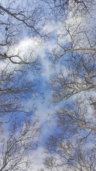 Low angle view of barren tree branches reaching up toward a cloudy sky.