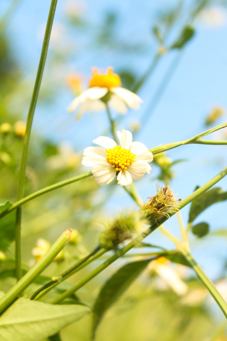 Feverfew