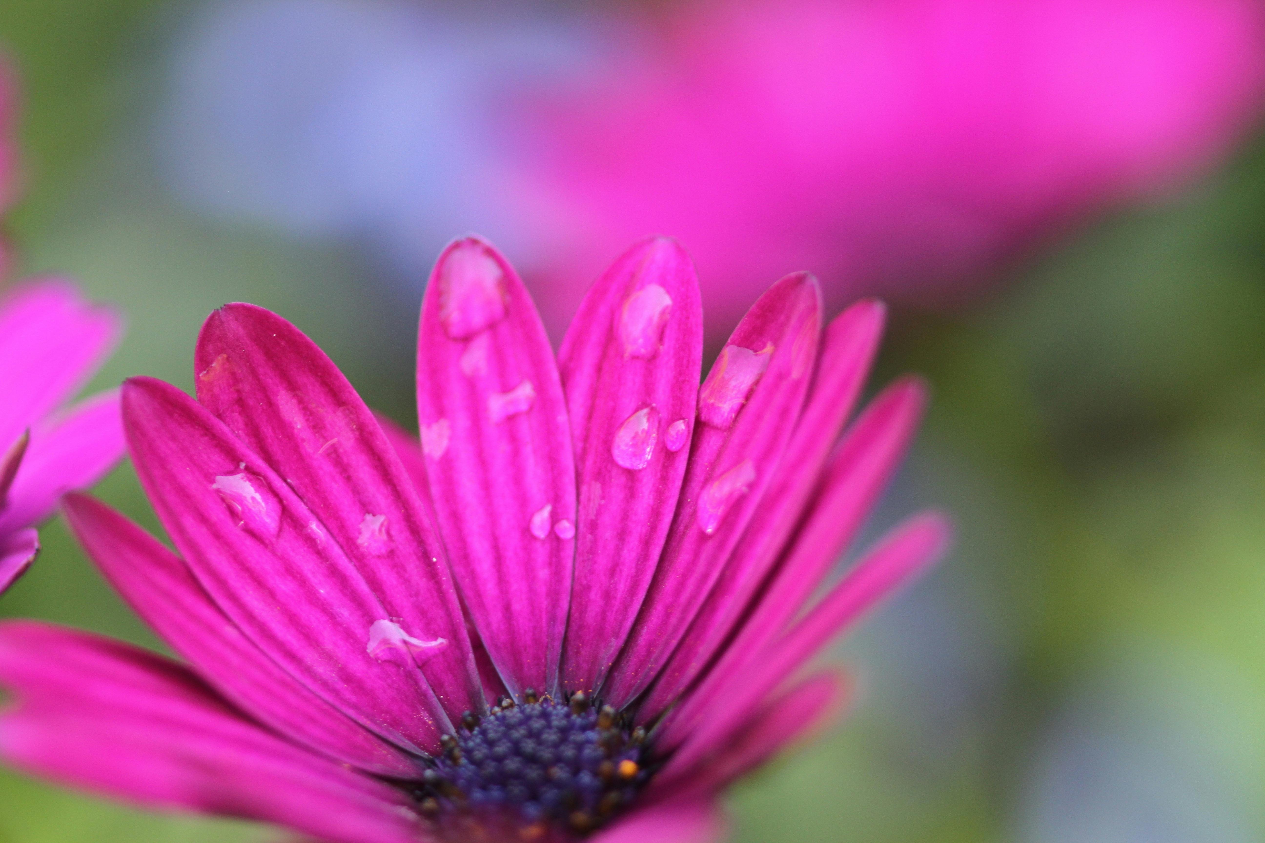 Kostenloses Foto zum Thema: blume, pinke blume, schöne blumen