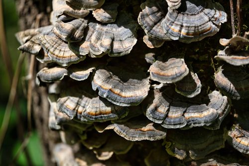 Free Detailed close-up of Turkey Tail fungi (Trametes versicolor) on a tree trunk in Beaver, MN. Stock Photo