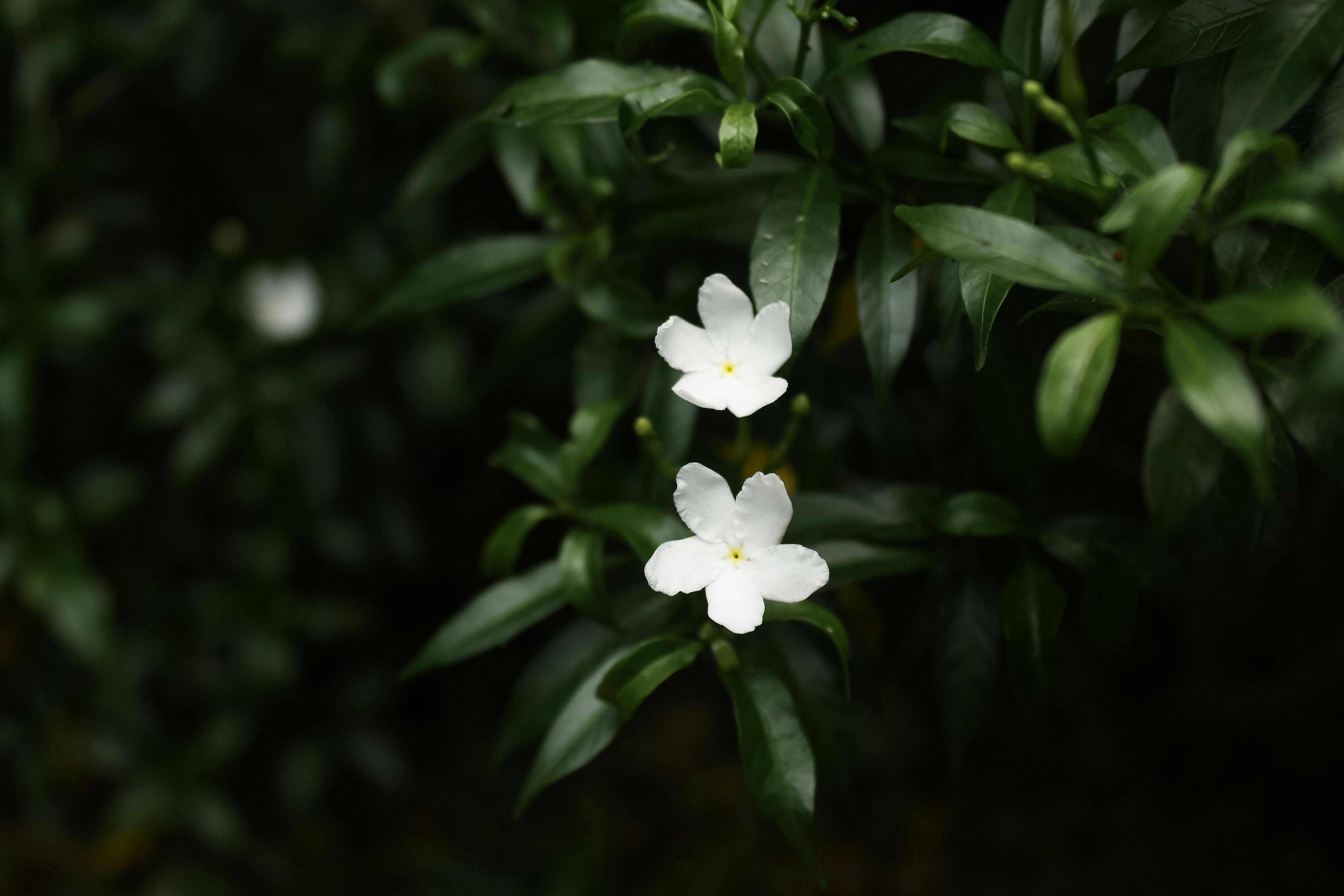 sampaguita flower