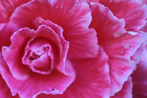 Fotografi Closeup Bunga Anyelir Merah Muda