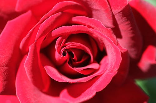 Close-Up of a Rose Flower 