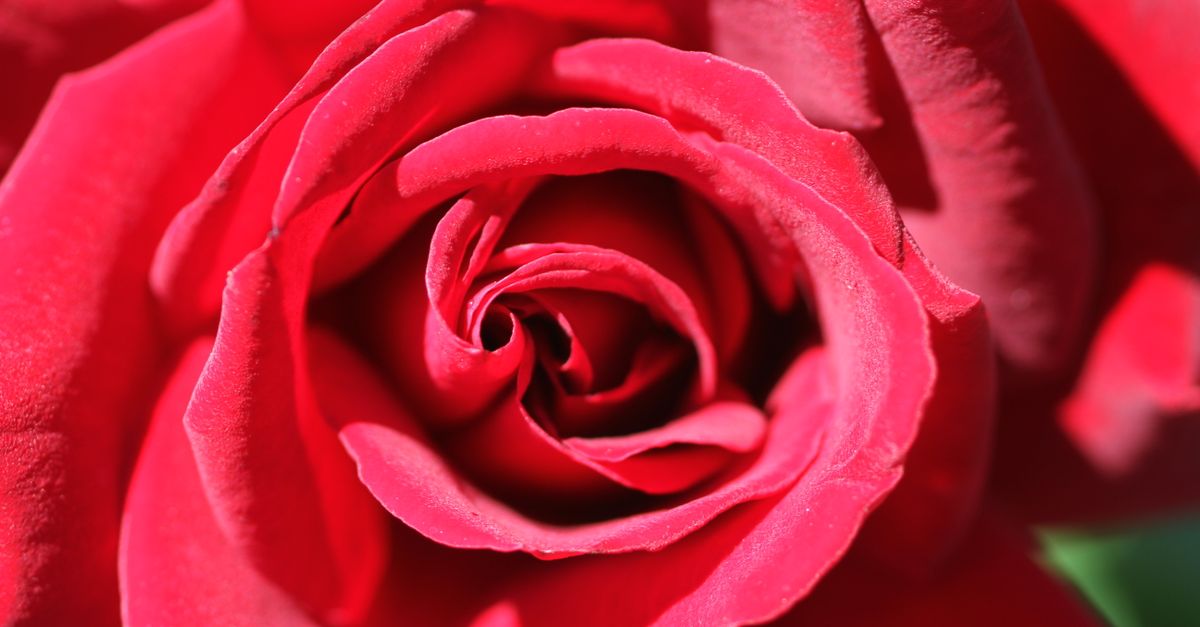 Fine Rose Close-Up of a Rose Flower · Free Stock Photo
