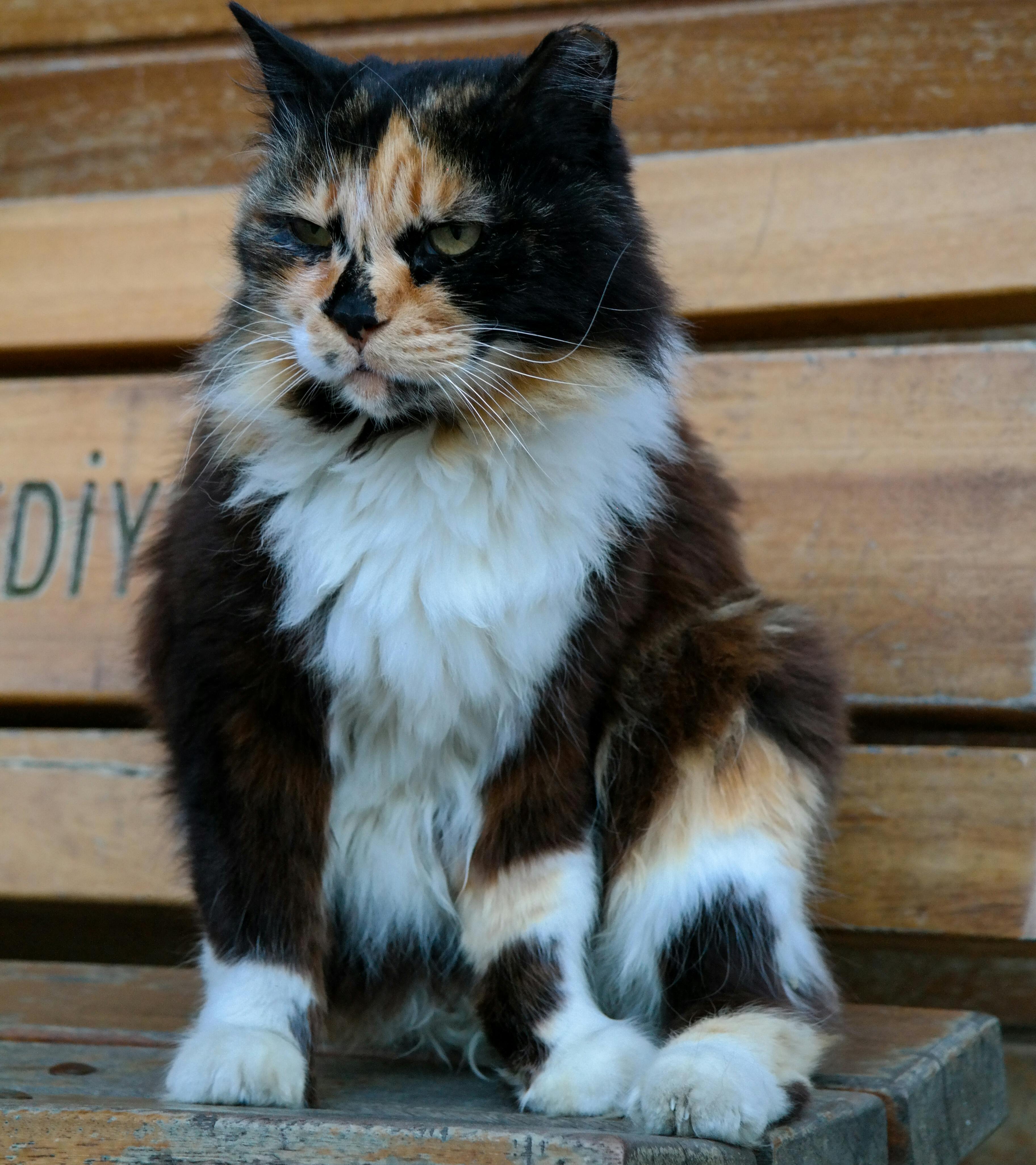 close up shot of a calico cat