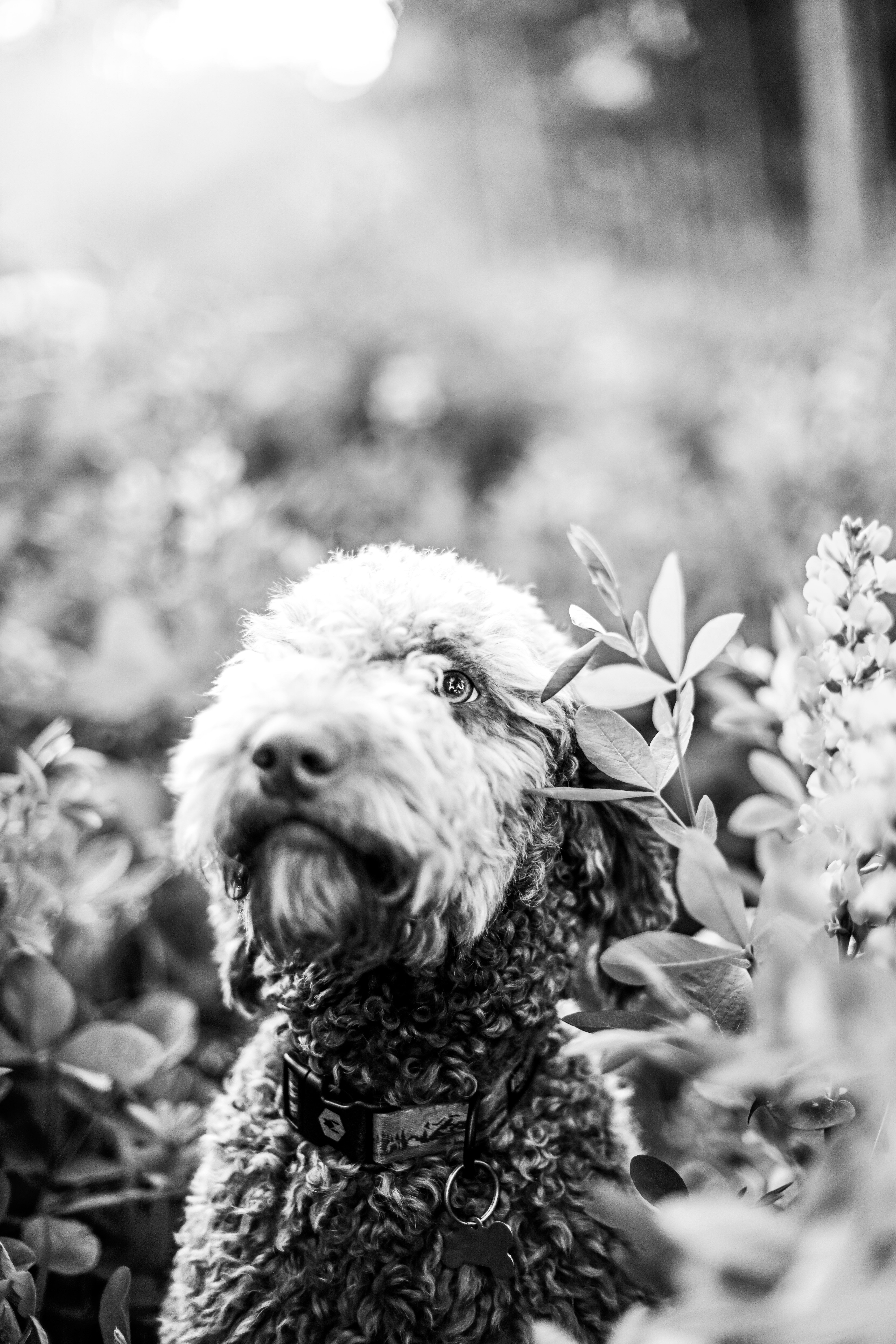 Adorable labradoodle surrounded by lush foliage in a dreamy black and white portrait.