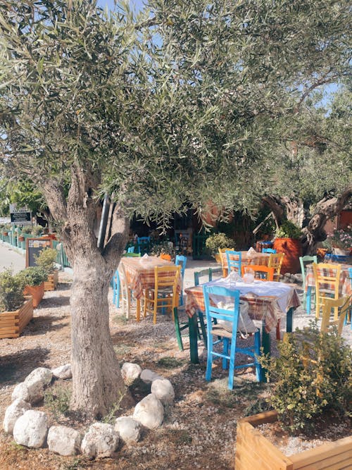 傳統, 哈尼亚, 希腊小酒馆 的 免费素材图片