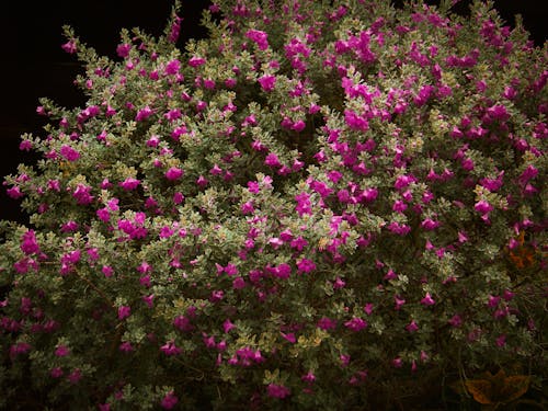 ピンクの花, ローズ, 庭の花の無料の写真素材
