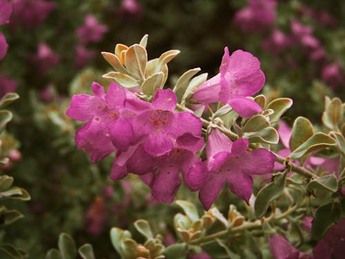 ピンクの花, ローズ, 植木鉢の無料の写真素材