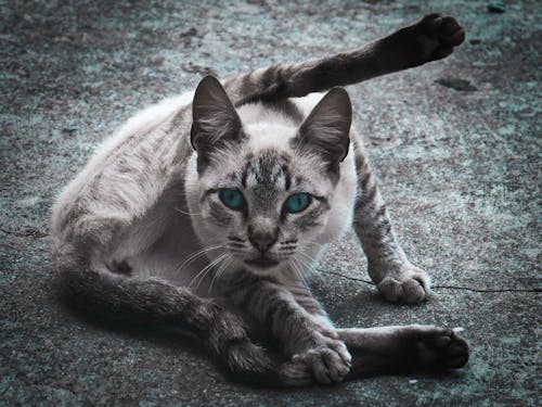 ネコ, 動物, 動物の写真の無料の写真素材