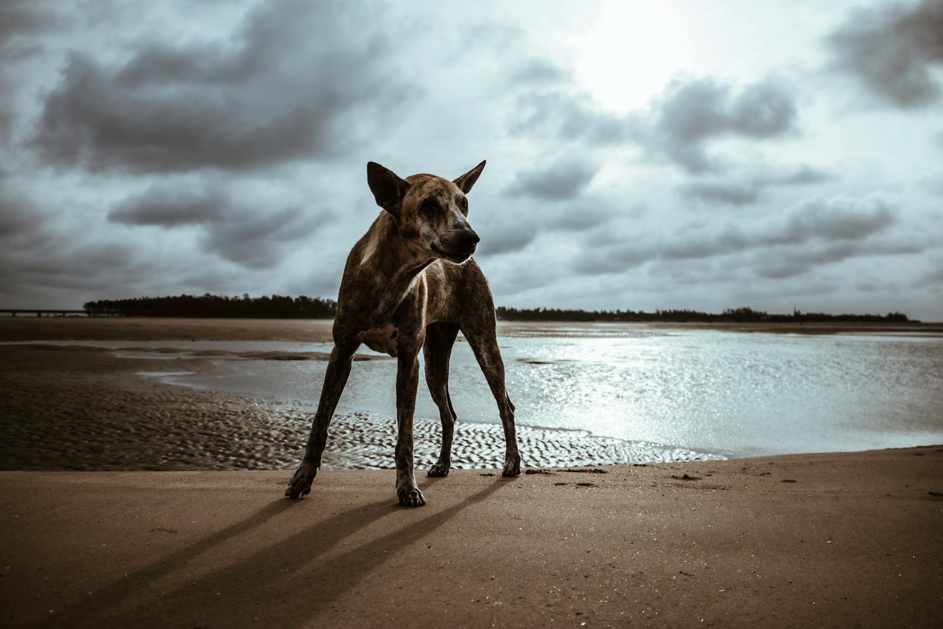 A Formosan Mountain Dog at the Beach