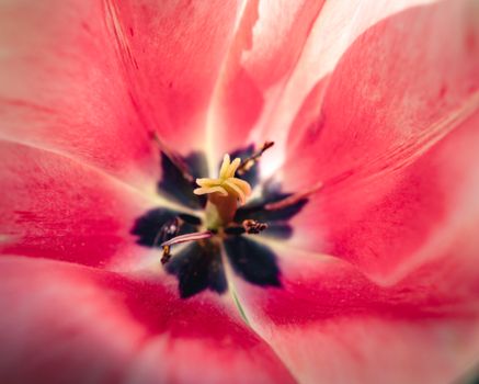 Close-up view of a vibrant pink tulip flower, showcasing its intricate petals and stamen.