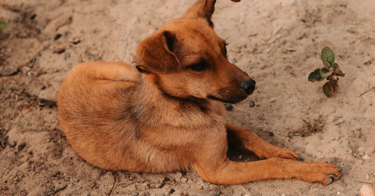 Cute cachorro marrom deitado na areia ao ar livre em Espinosa, Brasil.
